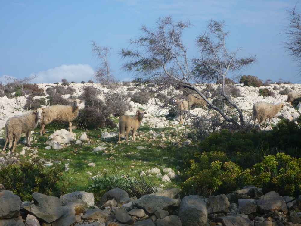 Žije zde spousta ovcí. Jejich jediný přirozený nepřítel jsou kusy ostnatého drátu a rezavé hřebíky